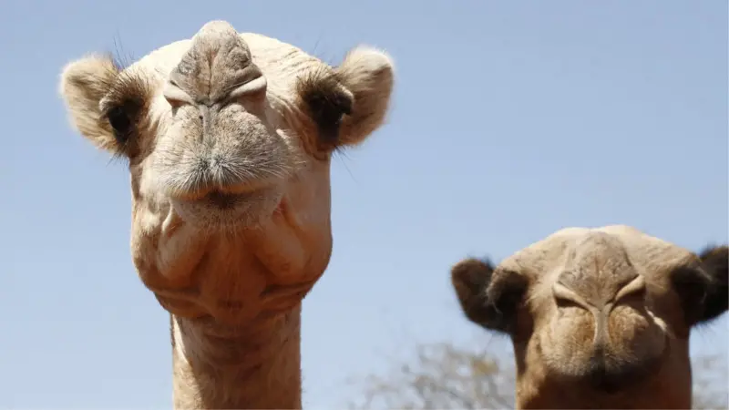 Afrika’daki aşırı sıcaklara develer bile dayanamıyor